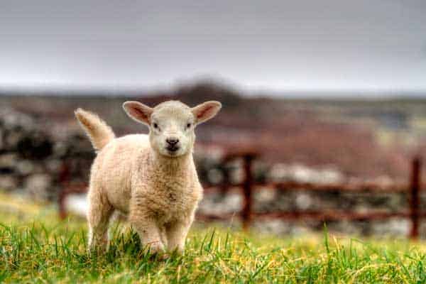 A baby sheep in a field on the Dingle Peninsula in Ireland