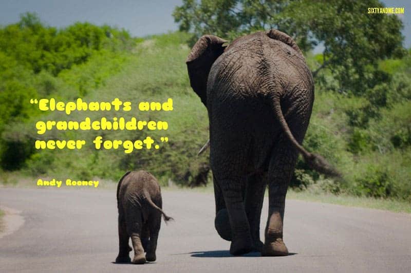 Elephants and grandchildren never forget. - Andy Rooney 