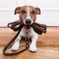 Boomerly.com - 4 Ways Getting a Pet Can Help You Find Friends and Beat Loneliness