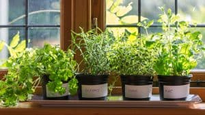 Grow-Fresh-Herbs-on-Windowsill