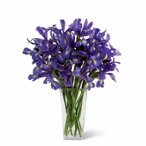 Bouquet of Irises