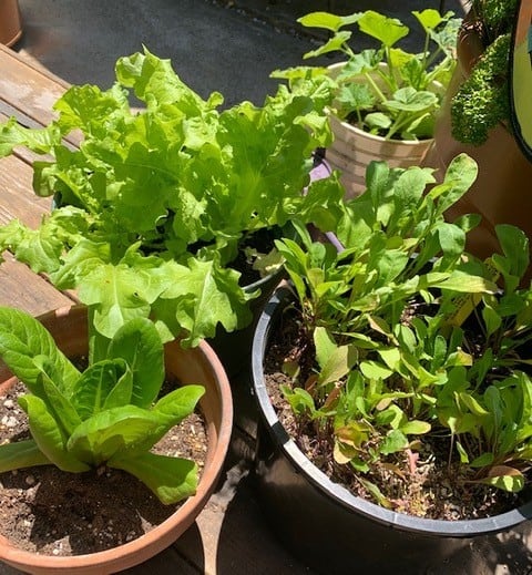 Salads in pots