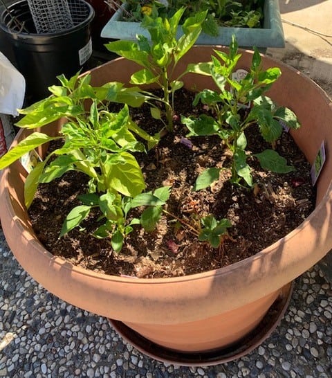 Peppers in a pot