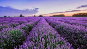 lavender season