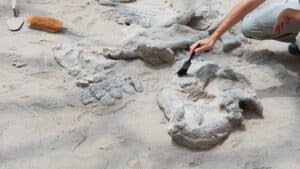 vacation ashfall fossils
