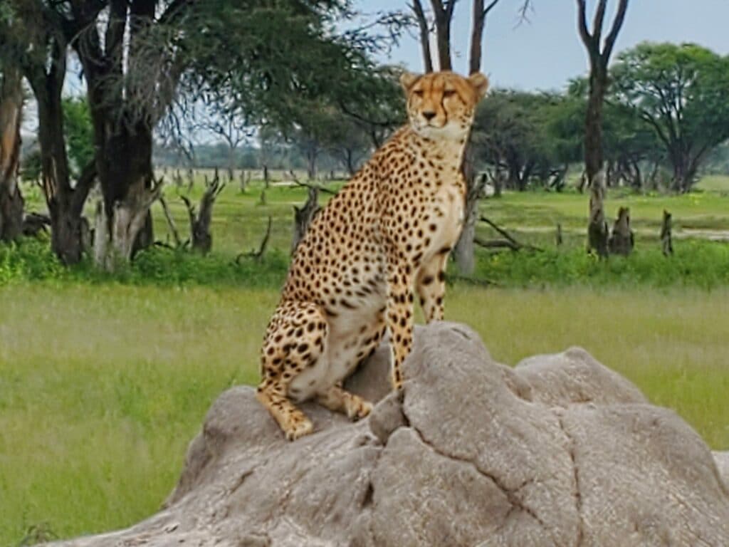 cheetah, Kruger national park, South Africa