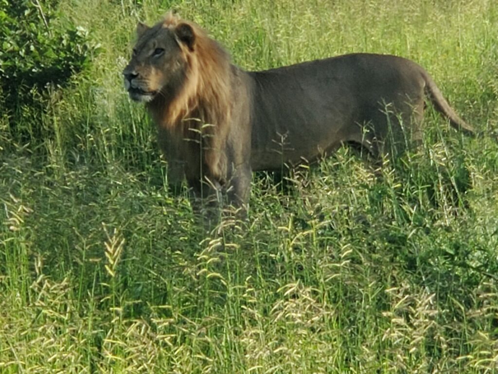 lion at Kruger park, South Africa