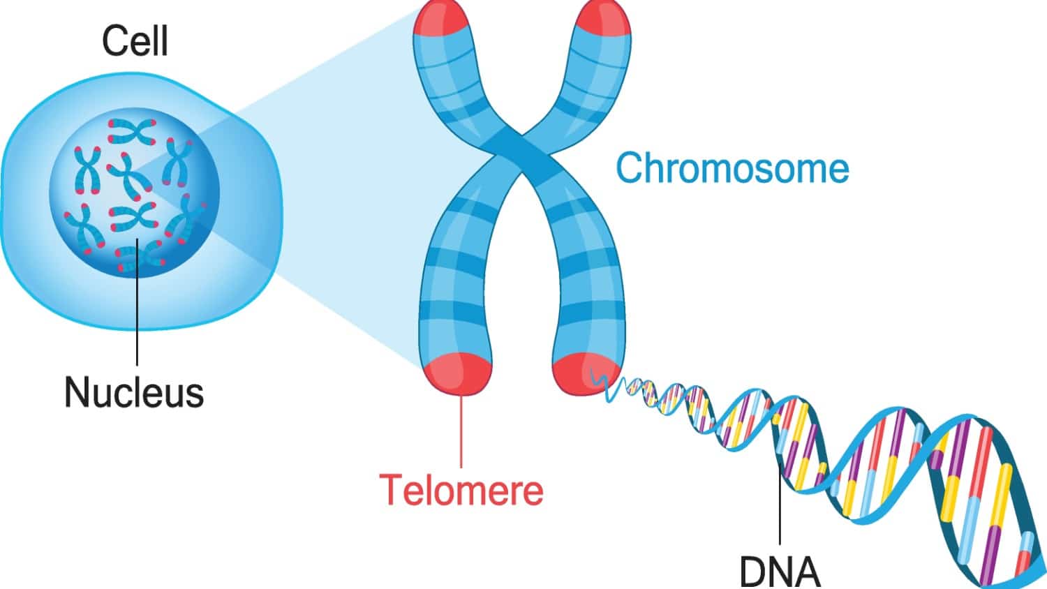 telomeres DNA